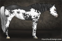 Horse Color:Black Splash Frame 