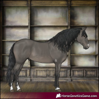 Horse Color:Grullo 