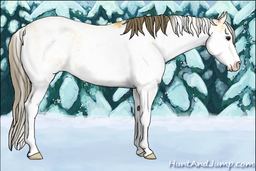 Horse Color:Buckskin Sabino Appaloosa Rabicano