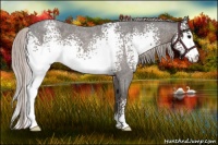 Horse Color:White Spotted Silver Blue Roan 