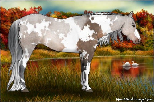 Horse Color:White Spotted Brown Dun 