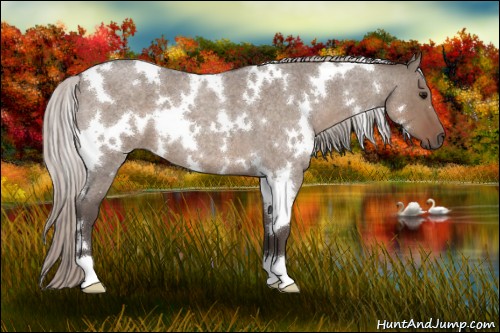 Horse Color:White Spotted Silver Grullo Roan 