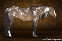 Horse Color:White Spotted Brown Dun Sabino 