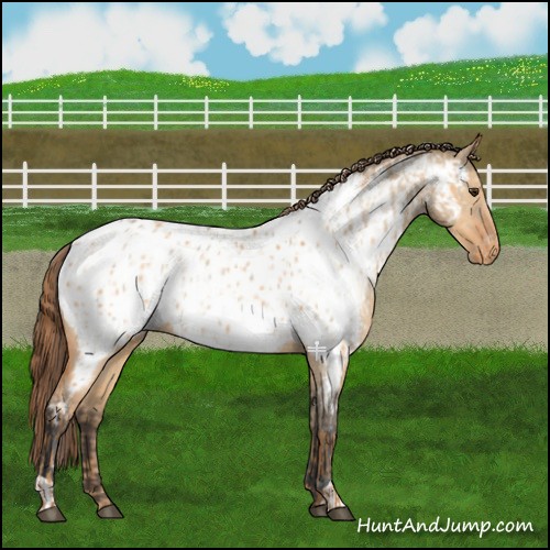 Horse Color:Red Dun Near Leopard and Bay Dun Near Leopard