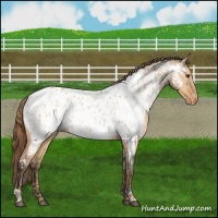 Horse Color:Red Dun Near Leopard  and Bay Dun Near Leopard 