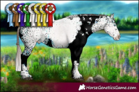 Horse Color:Liver Chestnut Ice Sabino Splash Appaloosa 