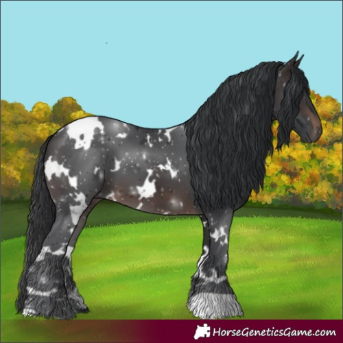 Horse Color:White Spotted Brown 