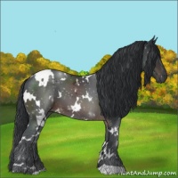 Horse Color:White Spotted Brown 