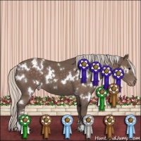 Horse Color:White Spotted Silver Black Sabino Appaloosa 