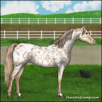 Horse Color:Red Dun Near Leopard  and Red Dun Near Leopard 