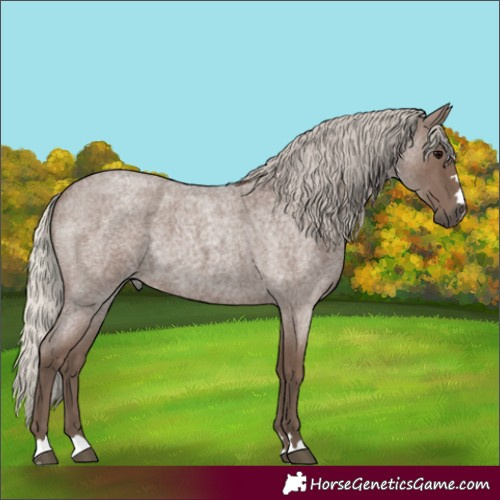 Horse Color:Silver Blue Roan 