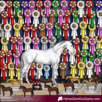 Horse Color:Black Pearl Sabino