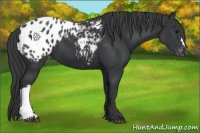 Horse Color:Black Appaloosa 