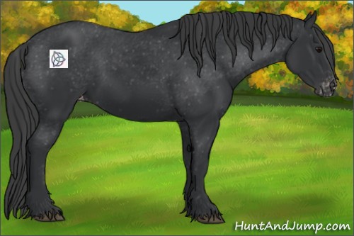 Horse Color:Black Appaloosa 