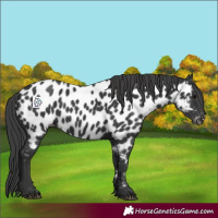 Horse Color:Black Appaloosa 