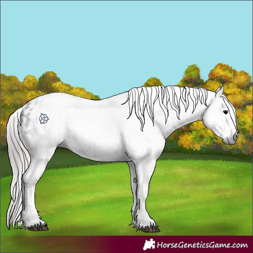Horse Color:Gray Black Appaloosa 