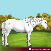 Horse Color:Gray Black Appaloosa 