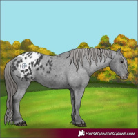 Horse Color:Black Appaloosa 