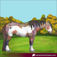 Horse Color:Nacre Bay Dun Frame 