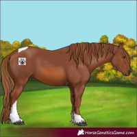 Horse Color:Chestnut Tobiano