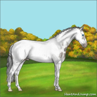 Horse Color:Grullo Sabino Splash Tobiano Frame Near Leopard 