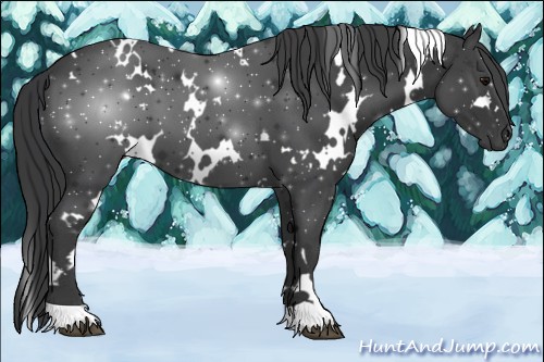 Horse Color:White Spotted Black