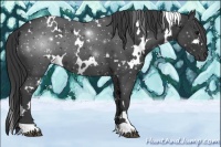 Horse Color:White Spotted Black 