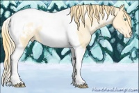 Horse Color:Buckskin Pearl Tobiano Blanket