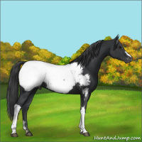 Horse Color:Black Near Fewspot 