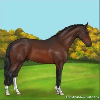 Horse Color:Brown 
