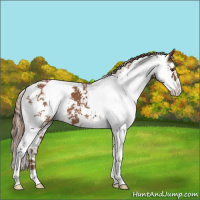 Horse Color:Chestnut Sabino