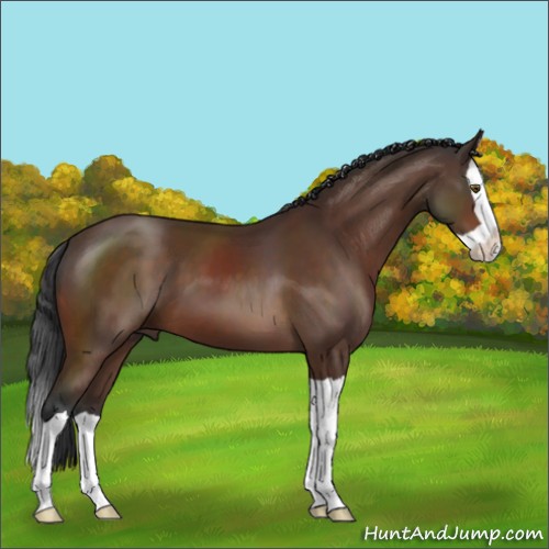 Horse Color:Brown Splash 