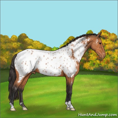 Horse Color:Bay Appaloosa 