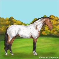 Horse Color:Bay Appaloosa 