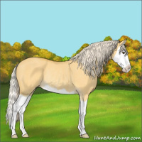 Horse Color:Palomino Dun Splash Rabicano 