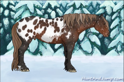 Horse Color:Liver Chestnut Appaloosa 