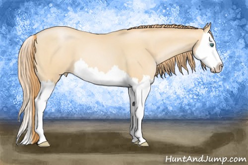 Horse Color:Smoky Black Pearl Splash 