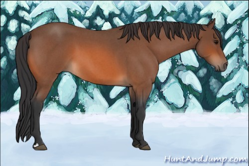 Horse Color:Bay Roan 