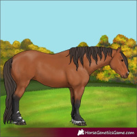 Horse Color:Bay 