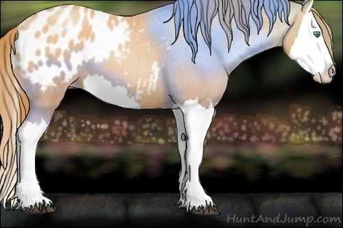 Horse Color:Bay Pearl Splash Appaloosa