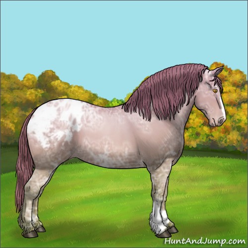 Horse Color:Bay Ice Roan Pearl Appaloosa 