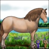 Horse Color:Bay Pearl 