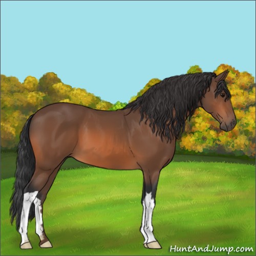 Horse Color:Bay 