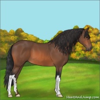 Horse Color:Bay 