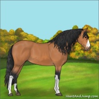 Horse Color:Bay 