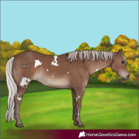 Horse Color:White Spotted Silver Black Rabicano 
