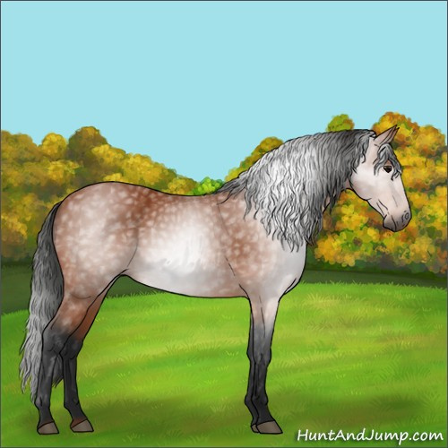 Horse Color:Gray Bay 