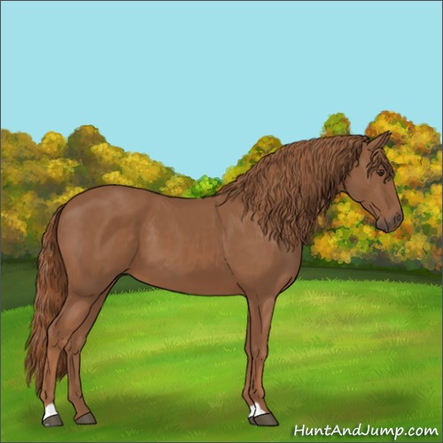 Horse Color:Chestnut 