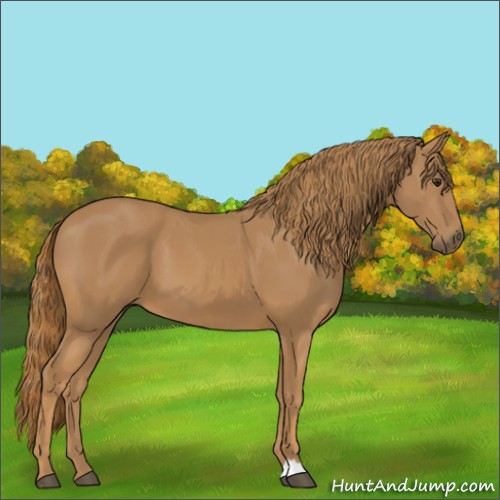 Horse Color:Chestnut 