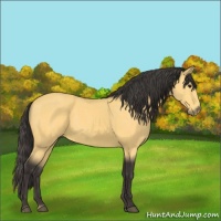 Horse Color:Buckskin 